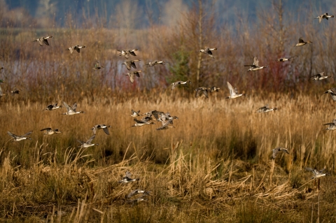 Fall wetland habitat with about 25 Pintail ducks flying by. 