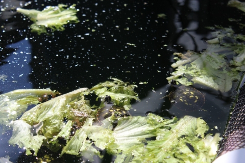 An aquatic tank holds tiny turtle hatchlings. On the surface, lettuce leaves float. 
