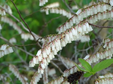 Small, white bell-shaped flowers hanging from a vine