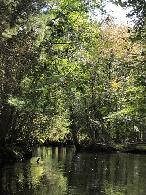 Flowing stream surrounded by trees.