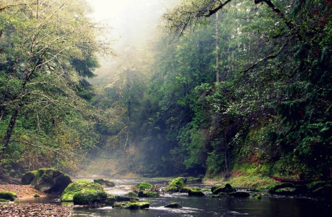 Looking upstream at West Fork Millacoma River on Elliott State Research Forest