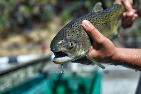 a hand holding a fish