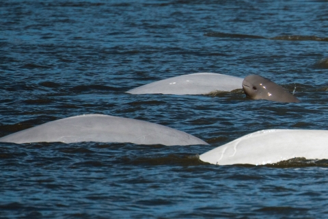 Three adult and one juvenile beluga whales swim in Cook Inlet 