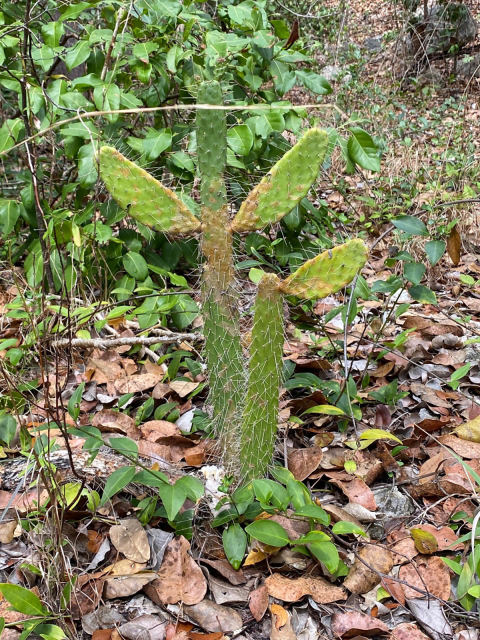 Tall green cactus surrounded by dead leaves and vegetation.