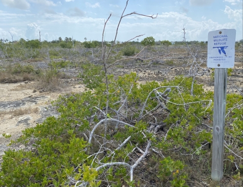 A barren, pine rockland with vegetation, dead trees and USFWS sign.