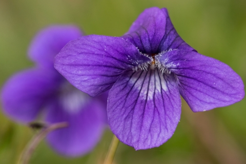 Blue Violet flower 