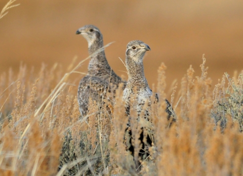 Two brown and white feathered birds poke their heads out of brown and green vegetation. 