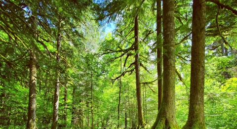 Western Oregon forest landscape with sun shining through trees