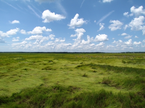 bright and grassy marsh extends with hills and valleys under a blue summer sky