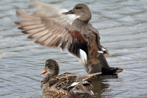 two gadwalls in a lake