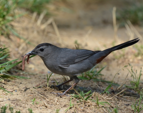 Gray catbird with a worm