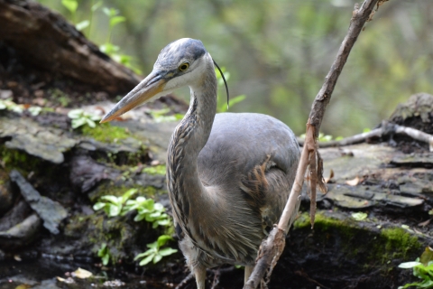 great blue heron in a wetland