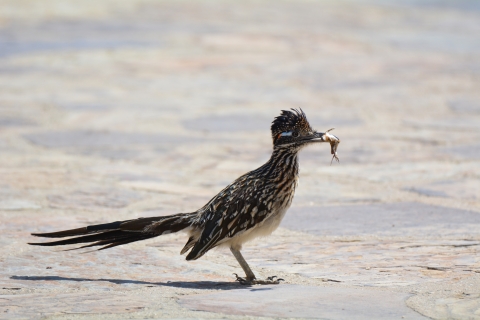 Roadrunner with a lizard