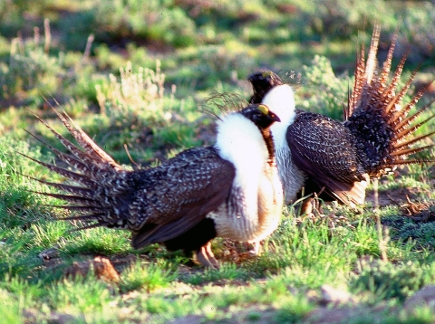 Two dark brown birds with white chest plumage stand side by side facing opposite directions. 