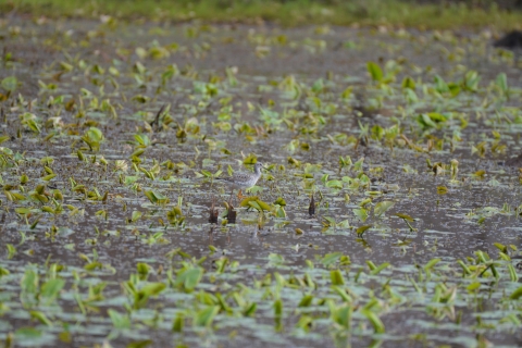 Greater yellowlegs in a wetland 