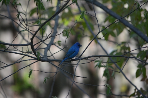 Indigo Bunting in tree