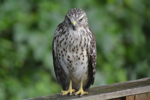 Juvenile Red Shouldered Hawk on a fence