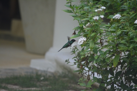 Red-billed Streamertail