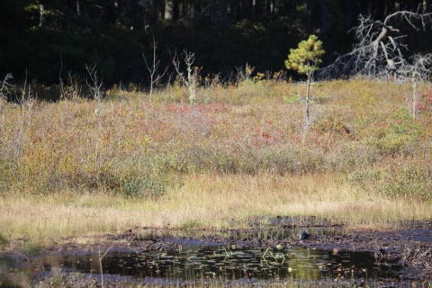 A wide shot of a wetland habitat. Water can be seen, with shrubs and sparse trees behind it. There is a well camouflaged turtle in the center of the water.