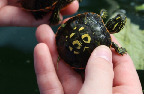 A turtle hatchling is held in one hand. It has a round shell with yellow spots. 