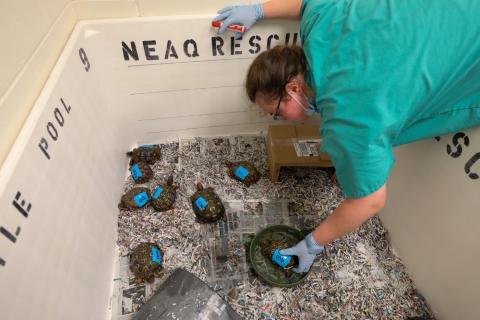 A person reaches in to a turtle enclosure to monitor a turtle