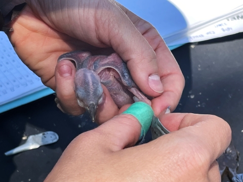 Field Biologist Tara Pruett, Center for the Environmental Management of Military Lands, bands a red-cockaded woodpecker near Fort Polk, Louisiana, May 26, 2022. 