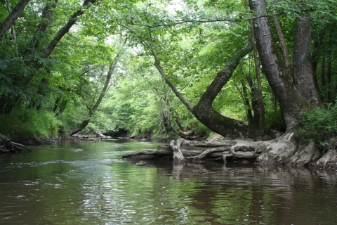 river with covered canopy surrounded by tall trees and vegetation that provide shade.