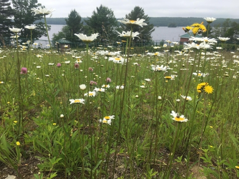 A field of wildflowers.