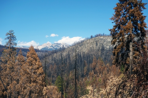 Dead pines stand in front of a mountainous landscape covered in burnt snags