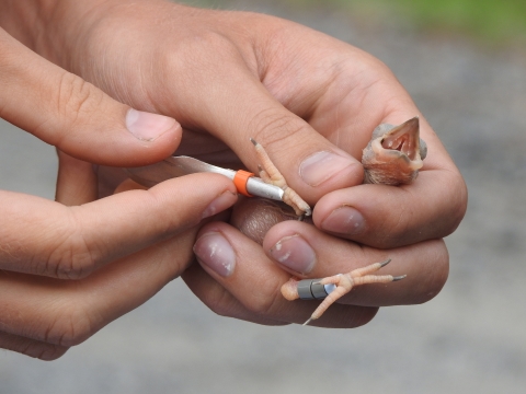 Red-cockaded woodpecker chick crying while being banded.