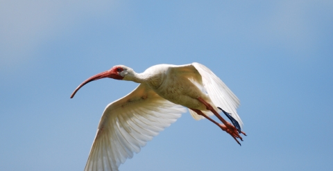 White ibis in flight.