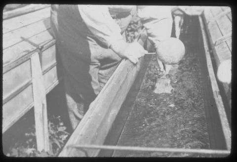 black and white image of fish eggs in a trough