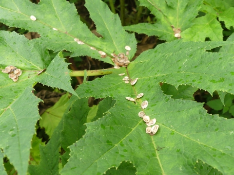 Giant hogweed seeds rest on a leaf of the invasive plant