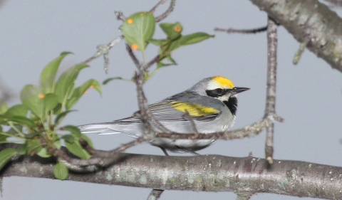 A small grey bird with yellow patches sits on a tree branch