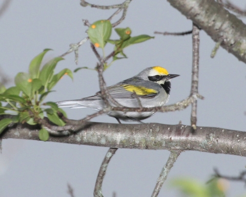 A grey bird with yellow patches sits on a tree branch