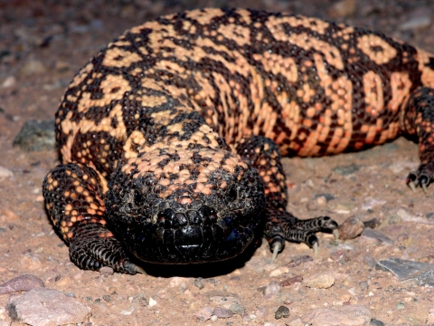 Gila Monster