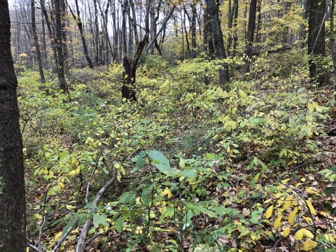 Photograph of a forest with tall trees and low undergrowth. It is early autumn, some leaves are green and some leaves are turning yellow. 