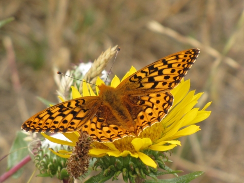 Myrtle's silverspot butterfly on a yellow flower