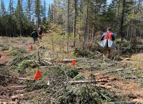 A cleared area in a forest with orange flags and people