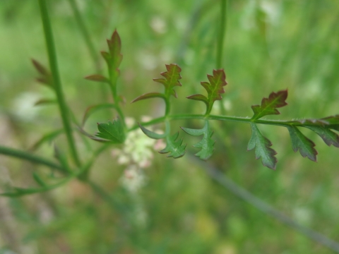 Queen Anne's lace leaf