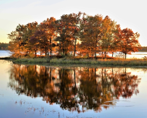 Fall trees illuminated by sunlight