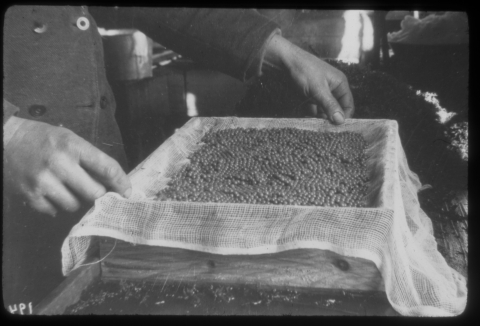 salmon eggs draining over a cheese cloth