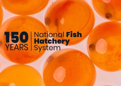 150 Years. National Fish Hatchery System.” in front of glossy orange eggs against a white background. 