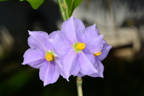 a cluster of purple flowers