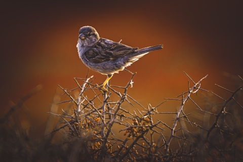 Sparrow standing on thorny branches.