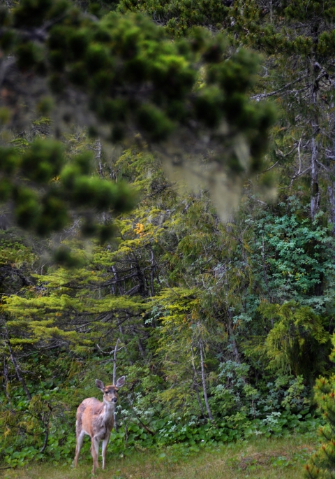 a deer standing in a forest