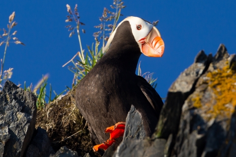 Tufted puffins denied Endangered Species Act protections - OPB