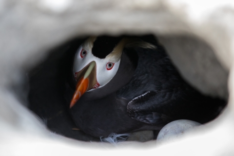 Tufted Puffin, Online Learning Center