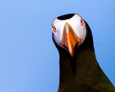 Tufted puffin closeup looking at camera