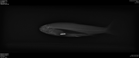 Lateral image of Steelhead